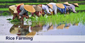 Rice-Farming