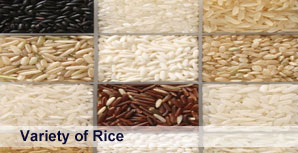Variety-of-Rice
